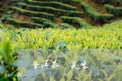 普洱茶 臭味/2023042967622